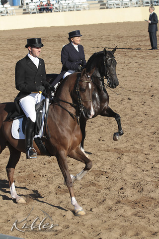 2012 Scottsdale Show Photos | Kidder Equine