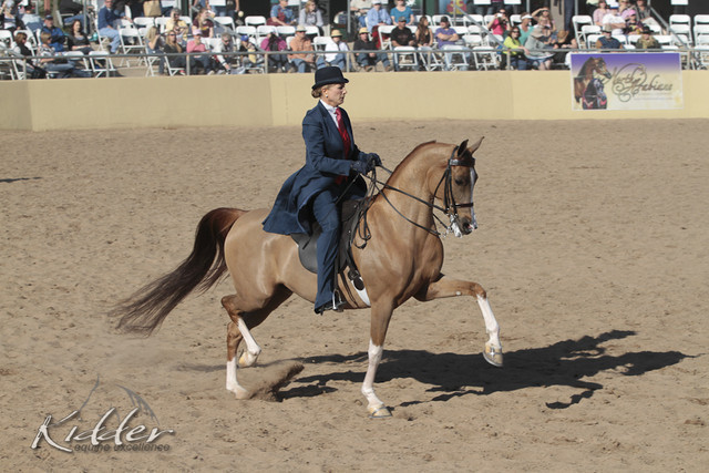 2012 Scottsdale Show Photos | Kidder Equine