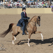 2012 Scottsdale Show Photos | Kidder Equine