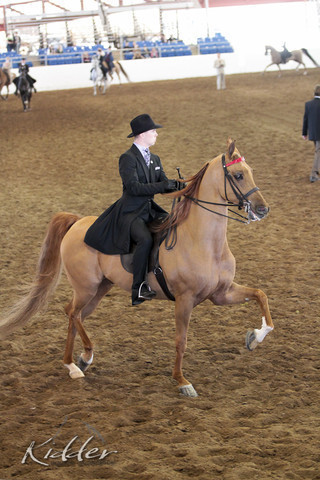 2012 Scottsdale Show Photos | Kidder Equine
