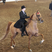 2012 Scottsdale Show Photos | Kidder Equine