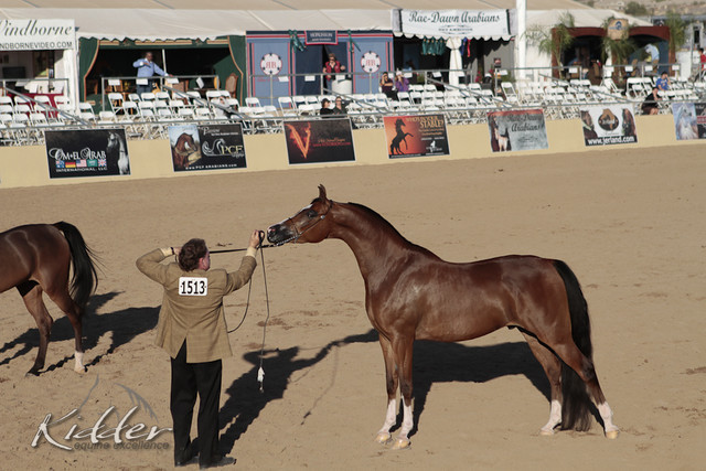 2012 Scottsdale Show Photos | Kidder Equine