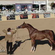 2012 Scottsdale Show Photos | Kidder Equine