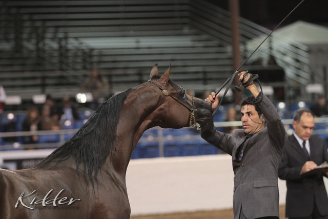 2012 Scottsdale Show Photos | Kidder Equine