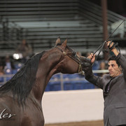 2012 Scottsdale Show Photos | Kidder Equine