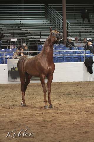 2012 Scottsdale Show Photos | Kidder Equine