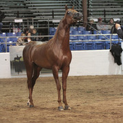 2012 Scottsdale Show Photos | Kidder Equine
