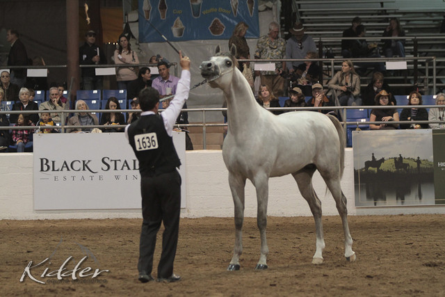 2012 Scottsdale Show Photos | Kidder Equine