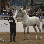 2012 Scottsdale Show Photos | Kidder Equine