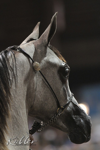 2012 Scottsdale Show Photos | Kidder Equine