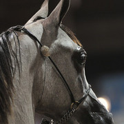 2012 Scottsdale Show Photos | Kidder Equine