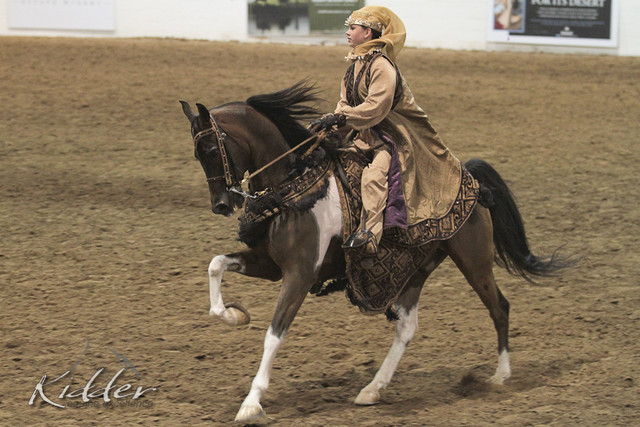 2012 Scottsdale Show Photos | Kidder Equine