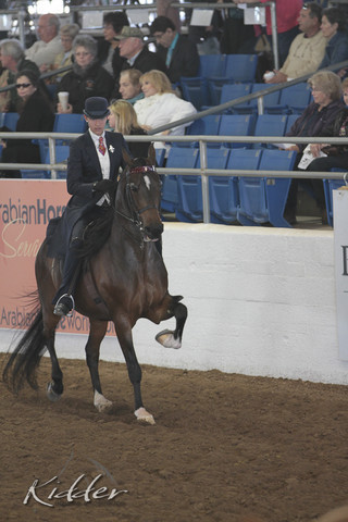 2012 Scottsdale Show Photos | Kidder Equine