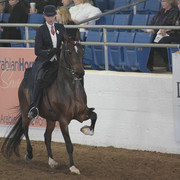 2012 Scottsdale Show Photos | Kidder Equine