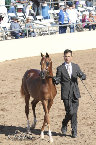 2012 Scottsdale Show Photos | Kidder Equine