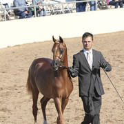 2012 Scottsdale Show Photos | Kidder Equine
