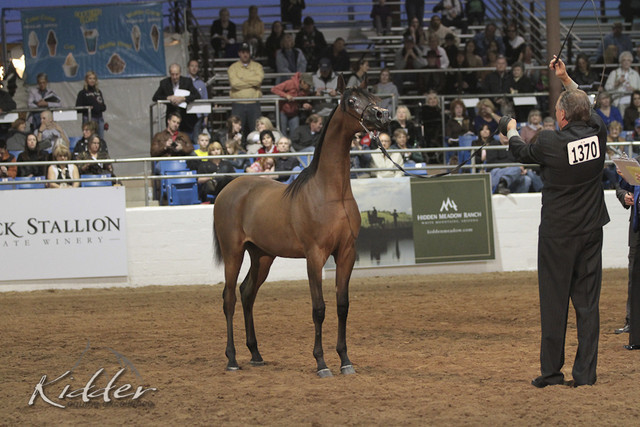 2012 Scottsdale Show Photos | Kidder Equine