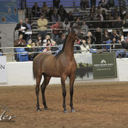 2012 Scottsdale Show Photos | Kidder Equine