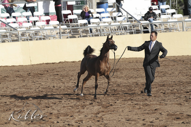 2012 Scottsdale Show Photos | Kidder Equine