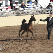 2012 Scottsdale Show Photos | Kidder Equine
