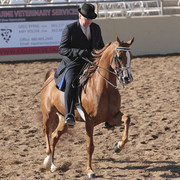 2012 Scottsdale Show Photos | Kidder Equine