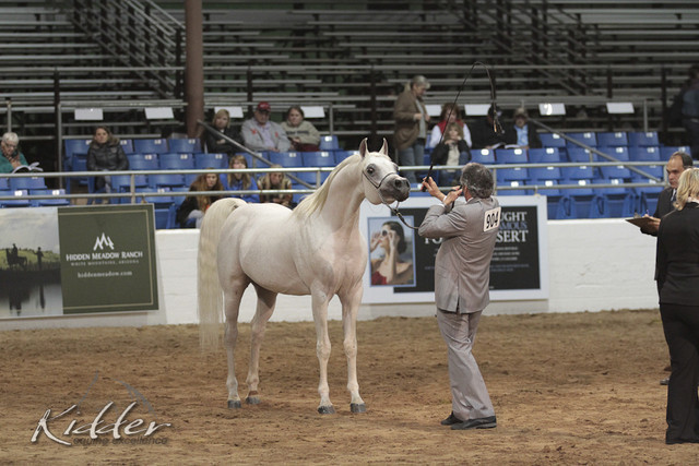 2012 Scottsdale Show Photos | Kidder Equine