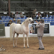 2012 Scottsdale Show Photos | Kidder Equine