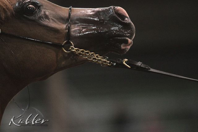 2012 Scottsdale Show Photos | Kidder Equine
