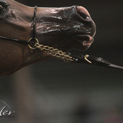2012 Scottsdale Show Photos | Kidder Equine
