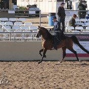 2012 Scottsdale Show Photos | Kidder Equine