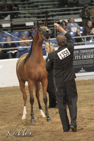 2012 Scottsdale Show Photos | Kidder Equine