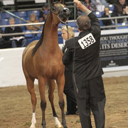 2012 Scottsdale Show Photos | Kidder Equine