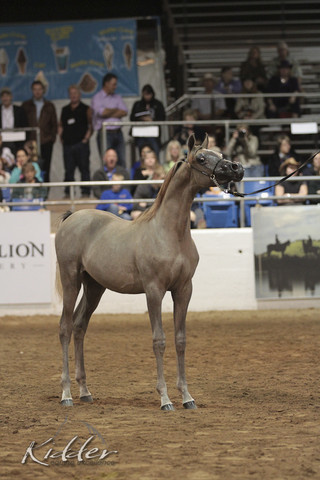 2012 Scottsdale Show Photos | Kidder Equine