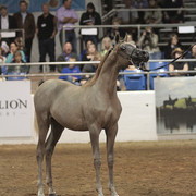2012 Scottsdale Show Photos | Kidder Equine