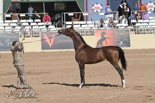 2012 Scottsdale Show Photos | Kidder Equine