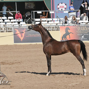 2012 Scottsdale Show Photos | Kidder Equine