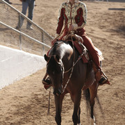 2012 Scottsdale Show Photos | Kidder Equine