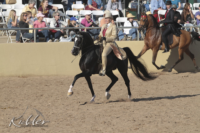 2012 Scottsdale Show Photos | Kidder Equine
