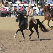 2012 Scottsdale Show Photos | Kidder Equine