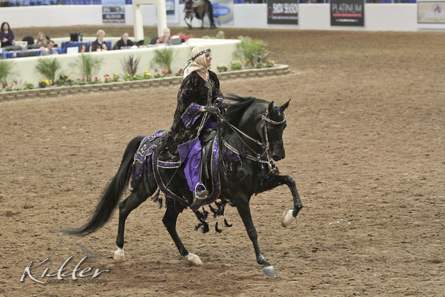 2012 Scottsdale Show Photos | Kidder Equine