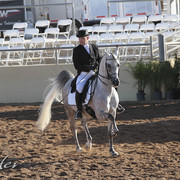 2012 Scottsdale Show Photos | Kidder Equine