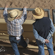 2012 Scottsdale Show Photos | Kidder Equine