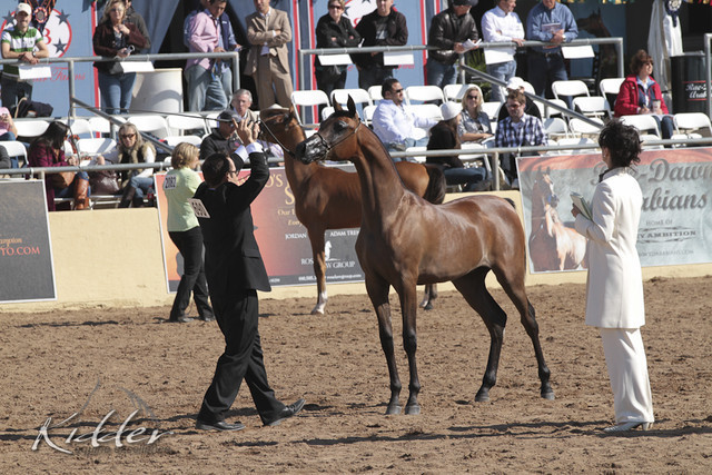 2012 Scottsdale Show Photos | Kidder Equine