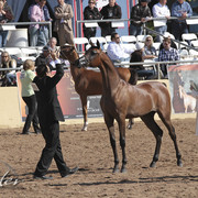 2012 Scottsdale Show Photos | Kidder Equine