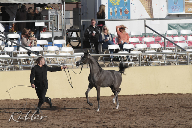 2012 Scottsdale Show Photos | Kidder Equine