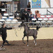 2012 Scottsdale Show Photos | Kidder Equine