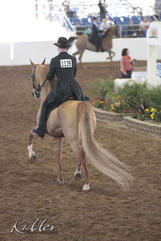 2012 Scottsdale Show Photos | Kidder Equine