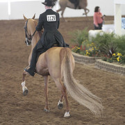 2012 Scottsdale Show Photos | Kidder Equine