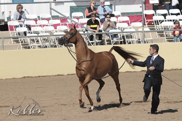 2012 Scottsdale Show Photos | Kidder Equine