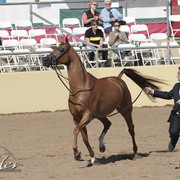 2012 Scottsdale Show Photos | Kidder Equine
